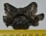 Halichoerus grypus partial cervical vertebra (Grey seal)