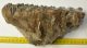 Mammuthus meridionalis tooth (1847 grams) Southern mammoth 