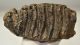 Mammuthus meridionalis tooth (1847 grams) Southern mammoth 