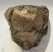 Mammuthus meridionalis tooth (1847 grams) Southern mammoth 