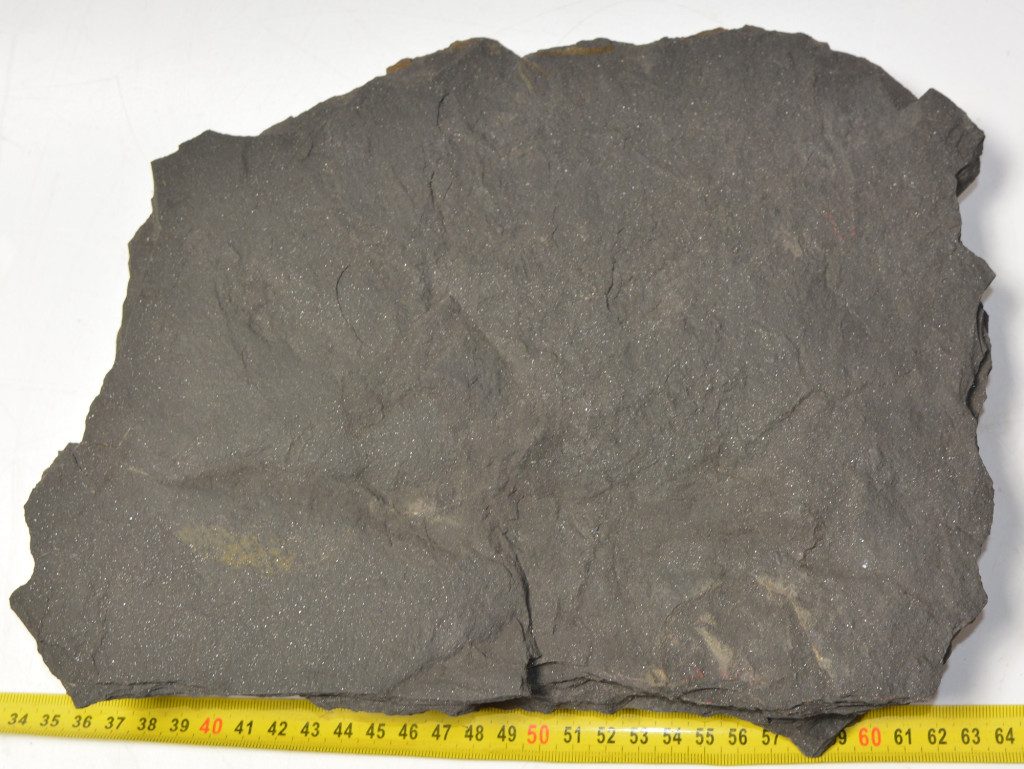 Komlosaurus carbonis footprint fossil - Fossilwebhop
