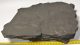 Komlosaurus carbonis footprint fossil 