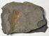 Komlosaurus carbonis footprint fossil 