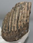 Mammuthus primigenius részleges fog (1970 gramm)