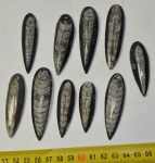 10 db Orthoceras medál (62,6 - 42,2 mm)