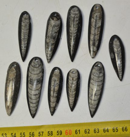 10 db Orthoceras medál (62,6 - 42,2 mm)