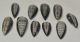10 db Orthoceras medál (62,6 - 42,2 mm)