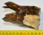 Gyapjas orrszarvú felső fog (256 gramm)