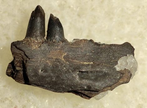 Captorhinus sp. részleges állkapocs