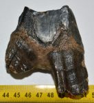 Gyapjas orrszarvú részleges felső fog (228 gramm)