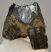  Woolly Rhino partial upper tooth (228 grams) Coelodonta antiquitatis SOLD (VG) 04
