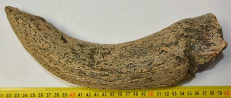 Bison sp. partial horn bone (273 mm)