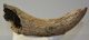 Bison sp. partial horn bone (273 mm)