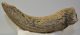 Bison sp. partial horn bone (273 mm)