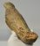 Bison sp. partial horn bone (273 mm)