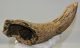 Bison sp. partial horn bone (273 mm)