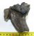 Mammuthus meridionalis rágás során elkopott foga (326 gramm)