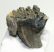 Mammuthus meridionalis rágás során elkopott foga (326 gramm)