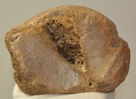 Mammuthus primigenius astragalus csont