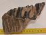 Mammuthus meridionalis fog (885 gramm) Mammuthus meridionalis fog (885 gramm)