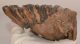Mammuthus meridionalis fog (885 gramm) Mammuthus meridionalis fog (885 gramm)