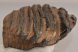 Mammuthus meridionalis fog (885 gramm) Mammuthus meridionalis fog (885 gramm)
