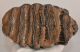 Mammuthus meridionalis fog (885 gramm) Mammuthus meridionalis fog (885 gramm)