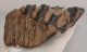 Mammuthus meridionalis fog (885 gramm) Mammuthus meridionalis fog (885 gramm)