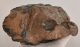 Mammuthus meridionalis fog (885 gramm) Mammuthus meridionalis fog (885 gramm)
