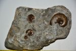 Harpoceras ammonites from Whitby