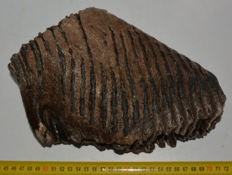 Mammuthus primigenius tooth (3540 gramm) 