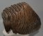Mammuthus primigenius tooth (3540 gramm) 