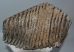 Mammuthus primigenius tooth (3540 gramm) 