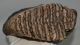 Mammuthus primigenius tooth (3540 gramm) 