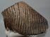Mammuthus primigenius tooth (3540 gramm) 