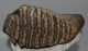 Mammuthus primigenius tooth (3540 gramm) 