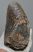 Mammuthus primigenius tooth (3540 gramm) 