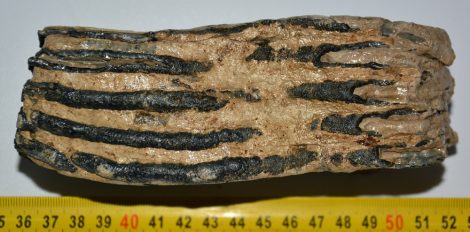 Mammuthus primigenius partial tooth (895 grams) SOLD (R) 05