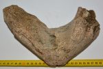 Mammuthus meridionalis partial jaw bone (1849 grams)