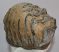 Mammuthus meridionalis részleges fog (2485 gramm)