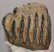 Mammuthus meridionalis részleges fog (2485 gramm)