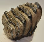 Mammuthus meridionalis részleges fog (1491 gramm)