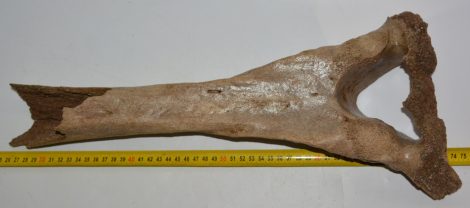 Mammuthus primigenius partial vertebra (480 mm)