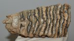 Mammuthus primigenius partial tooth (1052 grams)