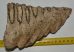 Mammuthus primigenius partial tooth (1052 grams)