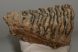 Mammuthus primigenius partial tooth (1052 grams)