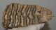 Mammuthus primigenius partial tooth (1052 grams)