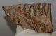 Mammuthus primigenius partial tooth (1052 grams)