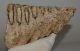 Mammuthus primigenius partial tooth (1052 grams)