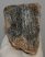 Mammuthus primigenius partial tooth (1052 grams)